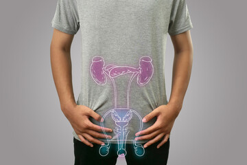 Digital composition of men internal reproductive and urinary system, healthy reproductive male,...