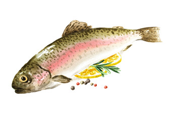 Fresh fish rainbow trout (Oncorhynchus mykiss). Hand drawn watercolor illustration,  isolated on white background