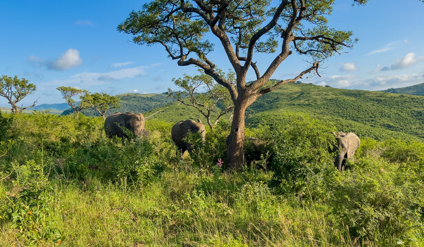 Elefanten im Naturreservat Hluhluwe Nationalpark S&uuml;dafrika