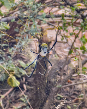 Afrikanische Seidenspinne webt ein gro&szlig;es Spinnennetz f&uuml;r den Beutefang in S&uuml;d Afrika