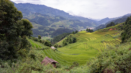 Landscape with green and yellow rice terraced fields and cloudy sky near Yen Bai province, North-Vietnam	