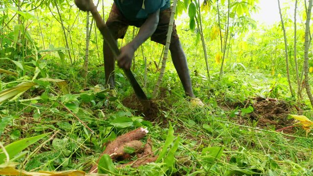black male farmer harvesting cassava roots in ghanese african deep forest using a machete knife 