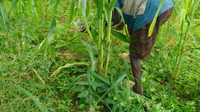 black male farmer working with a machete cutting weed in land agricultural field in ghana africa 