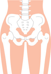 シンプルで分かりやすい骨盤のイラスト
