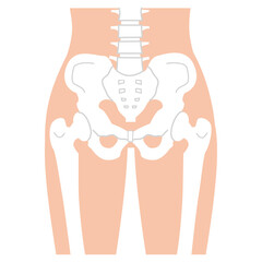 シンプルで分かりやすい骨盤のイラスト