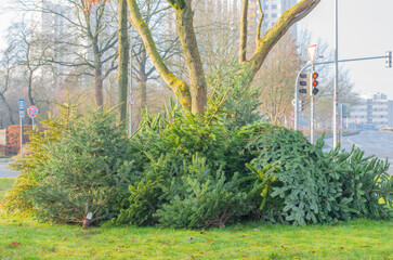 Tannenbaumentsorgung nach dem Weihnachtsfest