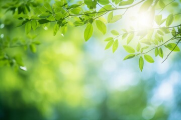 Fototapeta na wymiar Blurred bokeh background of fresh green spring, summer foliage of tree leaves with blue sky and sun flare