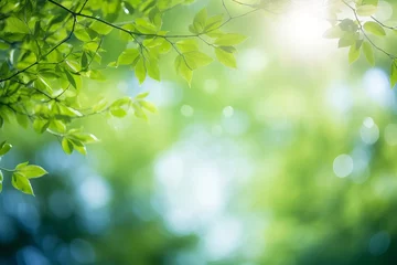 Poster Blurred bokeh background of fresh green spring, summer foliage of tree leaves with blue sky and sun flare © Denis