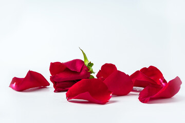 Red rose petals isolated on white background