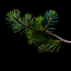 single branch of juniper with leaves against the black background
