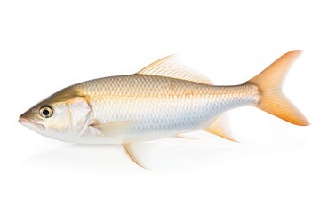 Obraz premium Threadfin