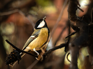 Parus major looking for food in a tree