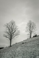 two trees in snow at a hill vertical, Switzerland