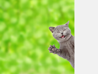 Funny cat wearing summer hat looks from behind empty white banner at summer park