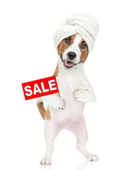 Funny jack russell terrier puppy with towel on it head shows sales symbol. isolated on white...