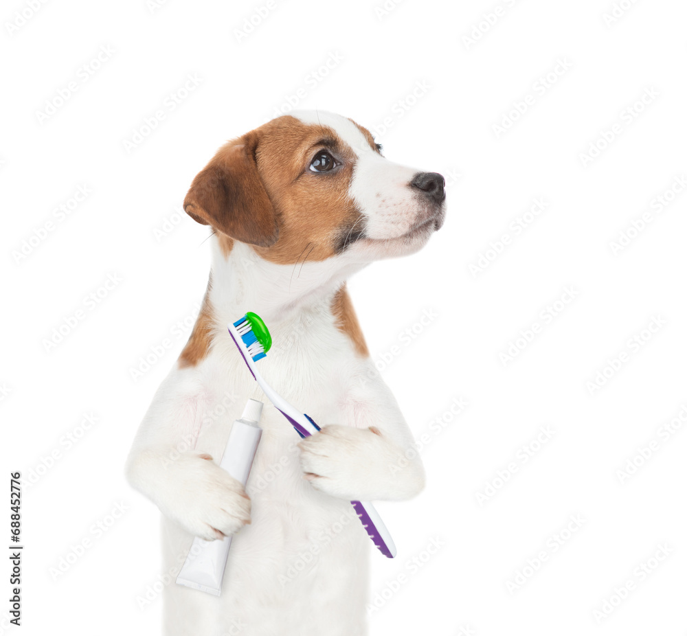 Poster funny jack russell terrier puppy holds toothbrush and tube of toothpaste and looks away on empty spa