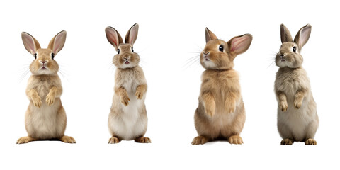 Studio portrait of cute rabbit isolated on transparent png background, happy bunny running on floor, adorable fluffy rabbit that sniffing.