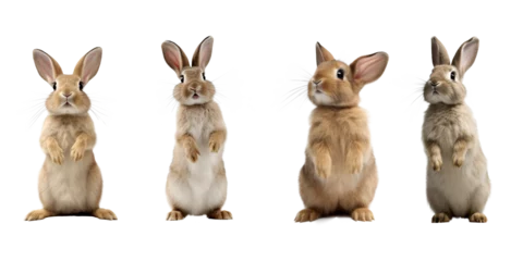Fotobehang Studio portrait of cute rabbit isolated on transparent png background, happy bunny running on floor, adorable fluffy rabbit that sniffing. © TANATPON