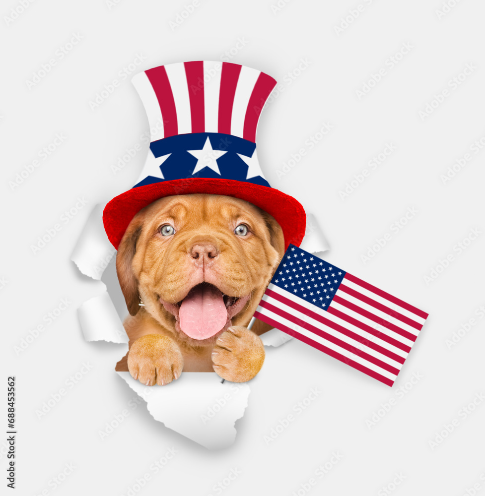Poster happy mastiff puppy wearing like uncle sam looking through a hole in paper and showing flag usa. iso