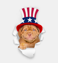 Happy Mastiff puppy wearing like Uncle Sam looking through a hole in paper. isolated on white background