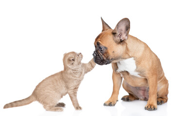 Cute kitten plays with  French Bulldog puppy. isolated on white background