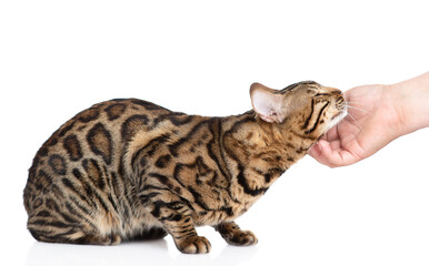 Hand of person strokes bengal cat. isolated on white background