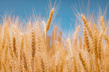 Wheat field background. Ears of wheat on a blue sky background.