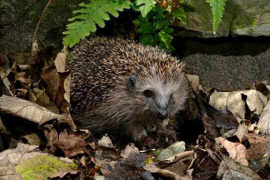 Europ&auml;ischer Igel (Erinaceus europaeus) - Braunbrustigel, Westeurop&auml;ischer Igel, Westigel // European hedgehog