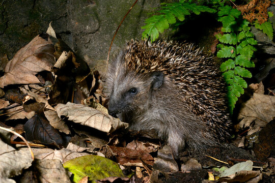 Europ&auml;ischer Igel (Erinaceus europaeus) - Braunbrustigel, Westeurop&auml;ischer Igel, Westigel // European hedgehog
