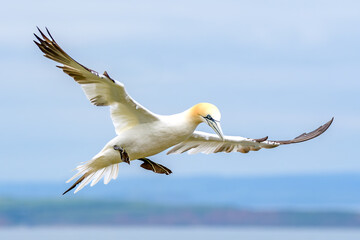 Gannet in Flight
