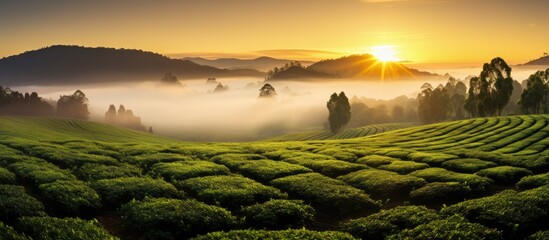 Foggy sunrise on tea farm. - obrazy, fototapety, plakaty