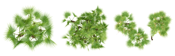 Top view of acoelorrhaphe wrightii palm trees isolated on transparent background, 3d render illustration.