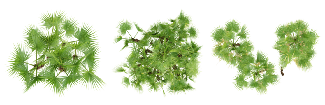 Top view of acoelorrhaphe wrightii palm trees isolated on transparent background, 3d render illustration.