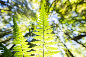 Bottom view of green fern leaves on forest ground. - 688459717