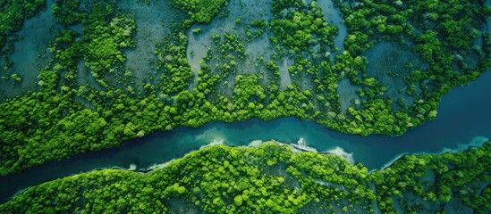 A bird's-eye view of Sundarban's mangrove forest.