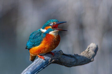 colorful bird spying on its prey on dry branch,Common Kingfisher, Alcedo atthis
