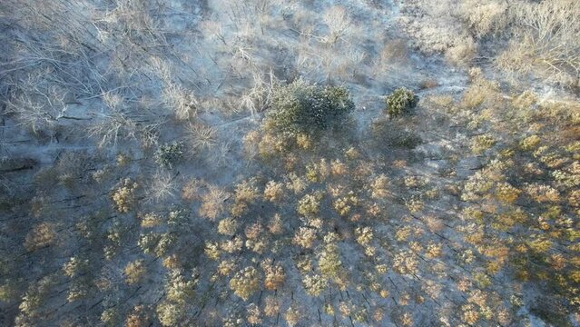 Drone video over trees in the winter time. 
Winter video with trees.