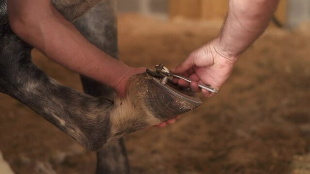 Close up slow motion clip of a caretaker repairing a horses hoofs 