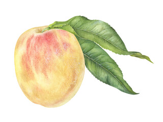 Peach with leaves. Watercolor botanical illustration of Fruit. Hand drawn clip art on isolated white background. Painting of sweet food. For design of prints and packaging