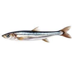 Naklejka premium Anchovies isolated on transparent background
