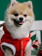 Portrait of a brown Pomeranian dog wearing Christmas clothes and accessories, sitting on a white chair, isolated against a green background.