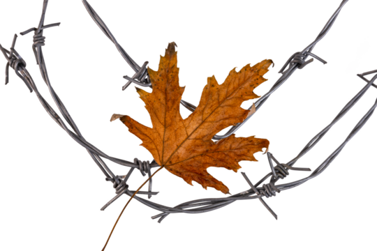 Autumn yellow dry maple leaf on barbed wire. Transparent background. PNG. Amnesty concept.