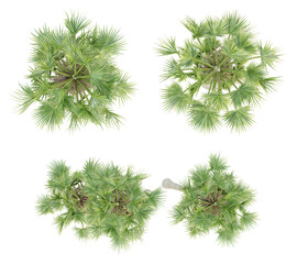 Top view of borassus flabellifer palm trees isolated on transparent background, 3d render...