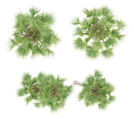 Top view of borassus flabellifer palm trees isolated on transparent background, 3d render illustration.