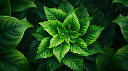A large green leafy plant