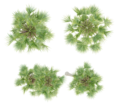 Top view of borassus flabellifer palm trees isolated on transparent background, 3d render illustration.