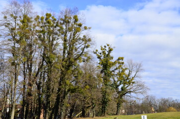 Obraz premium picturesque old tree in the park, spring view of trees without leaves, tree surrounded by mistletoe, clear view