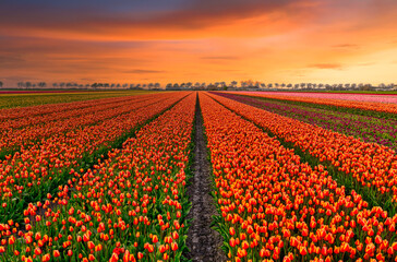 Fields of orange tulips under an orange sunset sky in Holland.