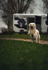 golden retriever tr&egrave;s attentif