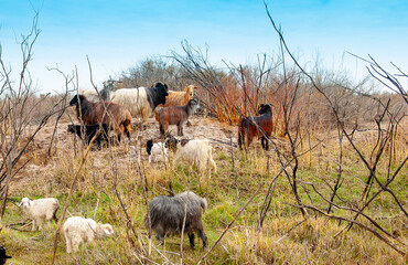 Goats in search of food roam the desert hot pasture. Moroccan goats climb trees to eat leaves. Sheep eat the remains of a watermelon.